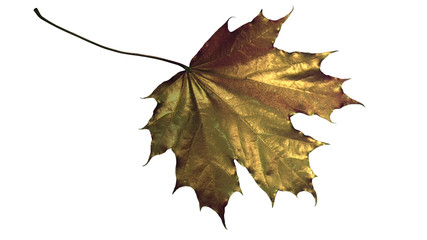 Foglia di acero su fondo bianco