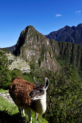 Fototapeta premium Llama in front of the Machu Picchu and Huayna Picchu in Peru - South America