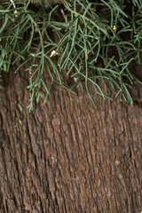winter, natural materials, eco friendly concept. close up of fresh green branches of cypriss placed on the very textured wooden board, few twinkle lights are sparkling in the plant