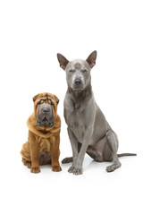 beautiful two dogs