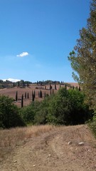 Fototapeta premium strada collinare fiancheggiata da cipressi