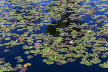 Waterlilies in a botanical garden, in Naples, Florida, usa