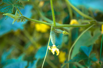 Cornichons