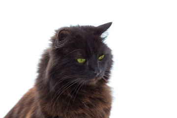 Chat