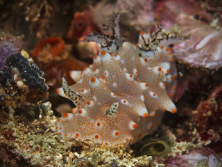 Batangas Halgerda, Dorid Nudibranch (Halgerda batangas)