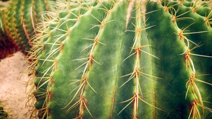 Fresh Green Round Spiky Cactus