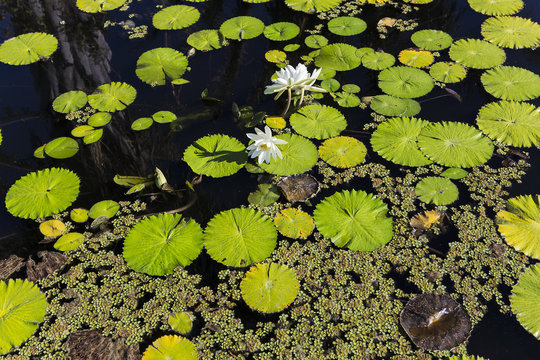 Waterlilies In A Botanical Garden, In Naples, Florida, Usa