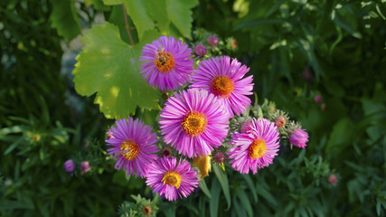 Bee pollinates bright pink flowers