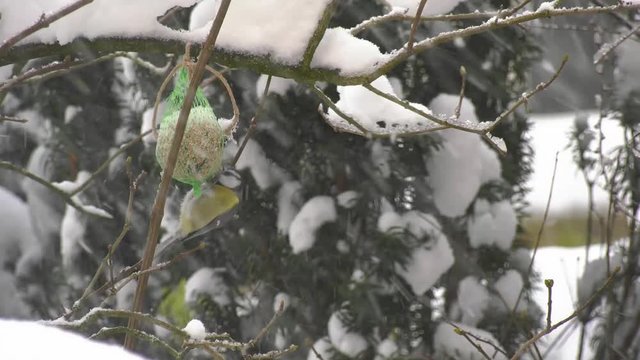 Winter, Vogel, Meise, F&uuml;ttern, Schnee, Bird, tomtitt, chikadee, feed, snow