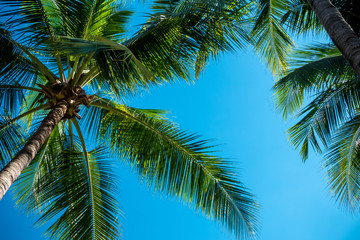 Fototapeta na wymiar Coconut tree with sky background