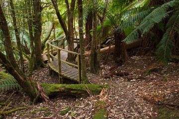 Hiking track at Huon Bush Retreat