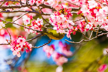 The Japanese White-eye.The background is cherry blossoms. Located in Tokyo Prefecture Japan.