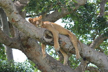 Löwe auf einem Baum Uganda