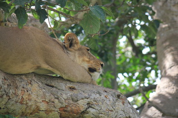 Löwe auf einem Baum Uganda