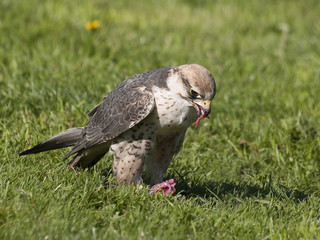 Falke