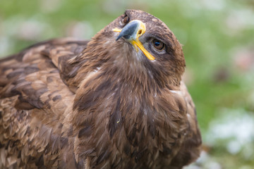 Steinadler