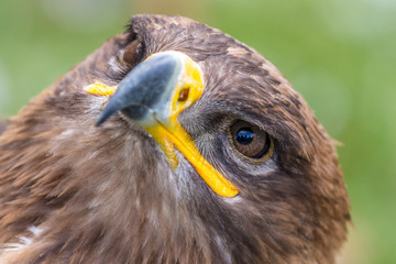 Steinadler
