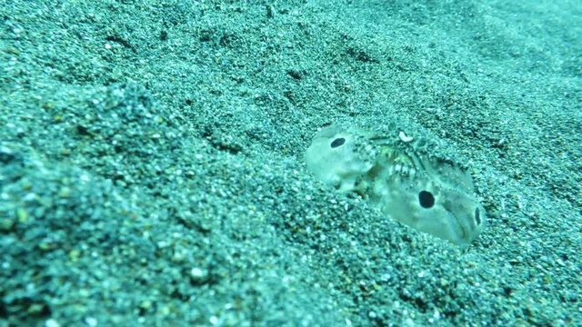Gefleckte Schamkrabbe (Calappa philargius), gr&auml;bt sich in den Sandboden, Pintuyan, Panaon Island, Southern Leyte, Philippinen 