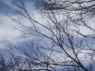 Sky and Trees