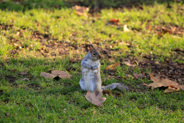 Squirrel on the grass