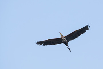Purple Heron in Flight  