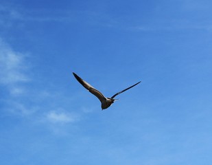 Bird fly on blue sky summer time high view