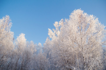 frost in the street. frozen trees. covered with hoarfrost. bright weather. all around the snow. winter day