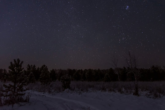 star forest sky spruce snow