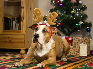 Staffordshire terrier dog with reindeer horns rests on carpet in living room next to decorated christmas tree and packed presents and greeting card