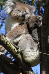 Upright picture of little koala cling to her mother on a tree branch