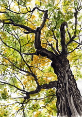 Рисунок акварелью "Осенний большой дуб"