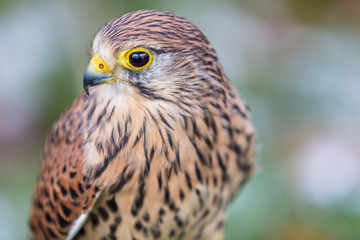 Wanderfalke