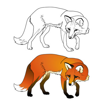 Vector coloring fox