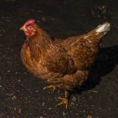 Brown chicken