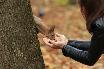 Woman feeds red squirrel with walnuts in autumn park © Vitaly Zubrytsky