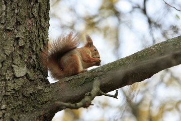 Red fluffy squirrel sits on a branch and eat walnut holden in it's paws