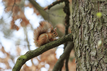 Rufous squirrel sits on a tree branch in autumn park