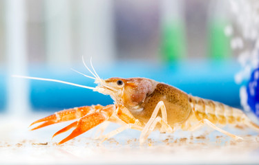 Crayfish in the tank
