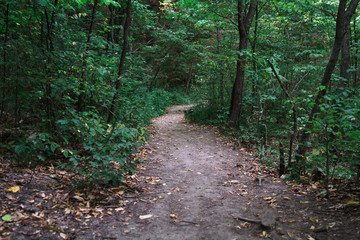 Fototapeta premium Natural walkway through the forest