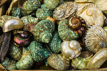 HERAKLION, GREECE - November, 2017: beautiful, bright, colorful pearl seashells  occupying the entire field of view, Crete. Selective focus