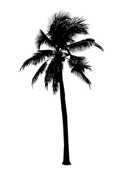 black silhouette coconut tree, isolated natural plant sign, vector illustration