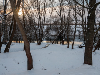winter landscape with trees on the river Bank