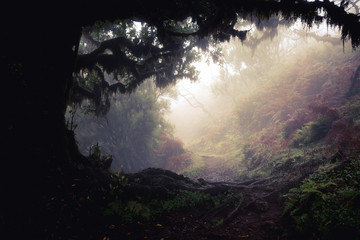 Mystischer Wald Fanal Madeira