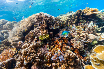 Plakat Coral reef underwater