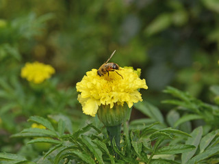 Syrphid fly, hoverfly, foraging on a yellow marigold flower