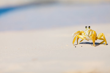 Obraz premium Crab at beach