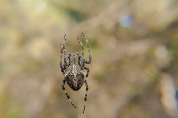 A spider with a big belly resting on its web. Bokeh close-up macro shot.
