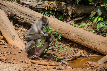 Drill monkey sitting at water feeding on berries in rain forest of Nigeria