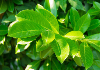 Fototapeta na wymiar branch bush green leaf lighted by sunlight bright background