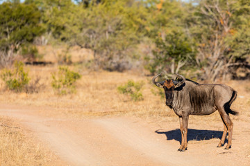 Wildebeest in South Africa
